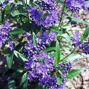 caryopteris-x-clandonensis-dark-knight-bluebeard-blue-mist-spirea