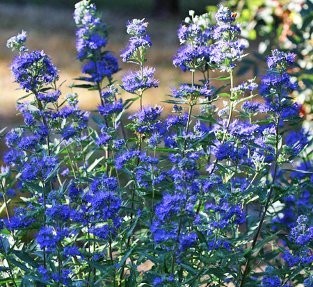 caryopteris-x-clandonensis-dark-knight-bluebeard-blue-mist-spirea