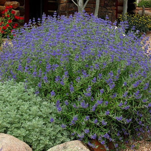 caryopteris-x-clandonensis-dark-knight-bluebeard-blue-mist-spirea