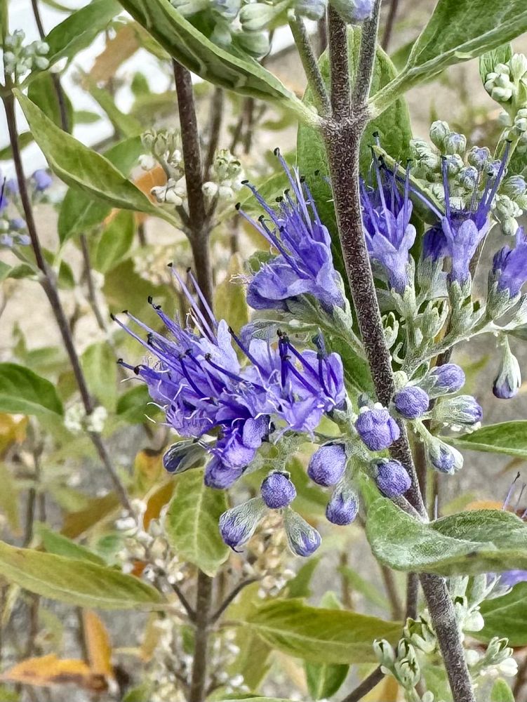 caryopteris-x-clandonensis-dark-knight-bluebeard-blue-mist-spirea