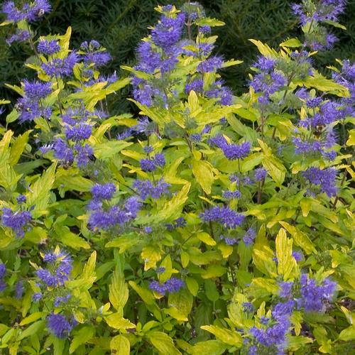 caryopteris-x-clandonensis-janice-lil-miss-sunshine-reg-bluebeard