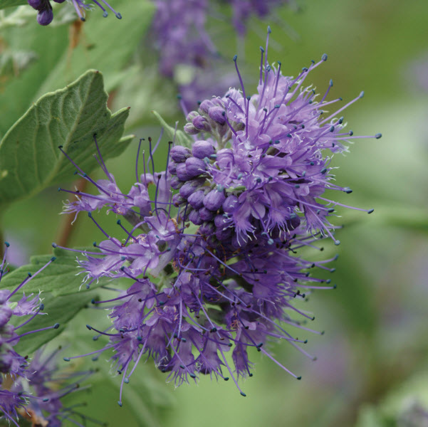 caryopteris-x-clandonensis-longwood-blue-bluebeard-blue-mist-shrub