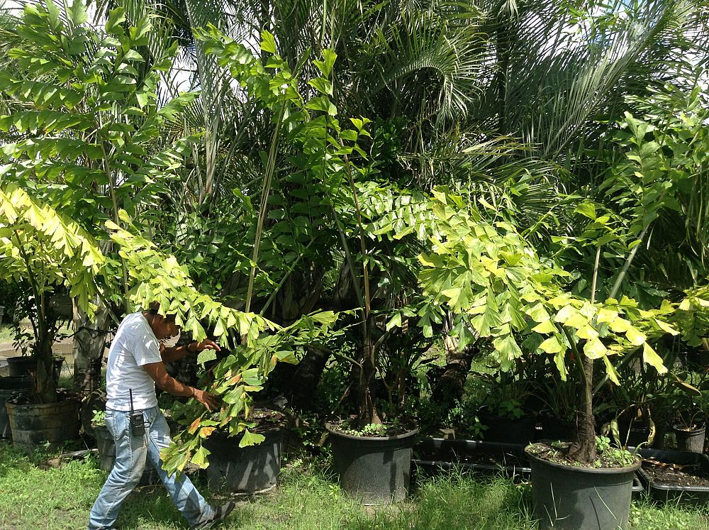 caryota-gigas-caryota-king-kong-thai-giant-fishtail