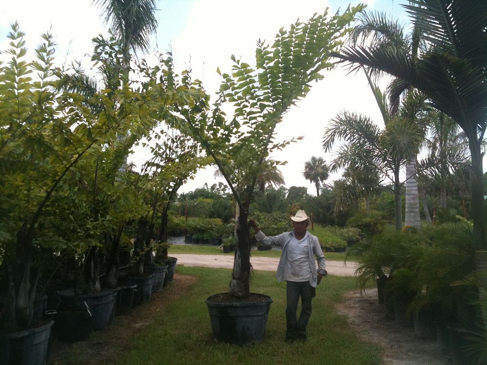 caryota-gigas-caryota-king-kong-thai-giant-fishtail