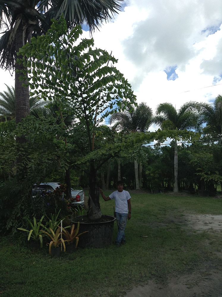 caryota-gigas-caryota-king-kong-thai-giant-fishtail