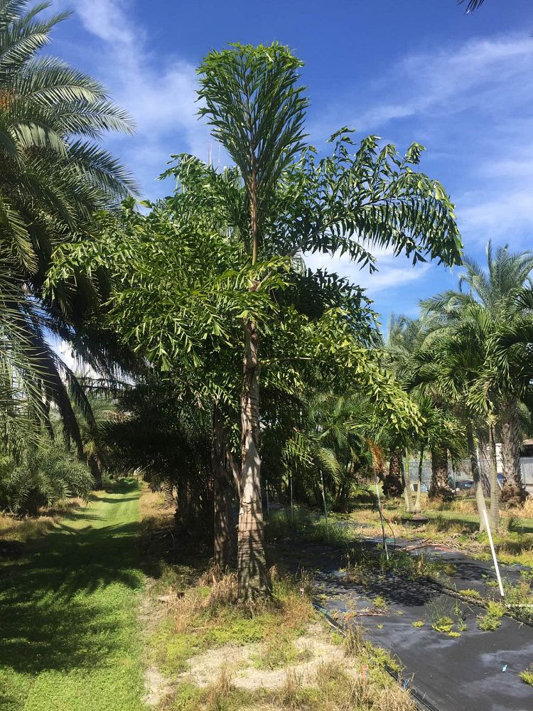 caryota-gigas-caryota-king-kong-thai-giant-fishtail