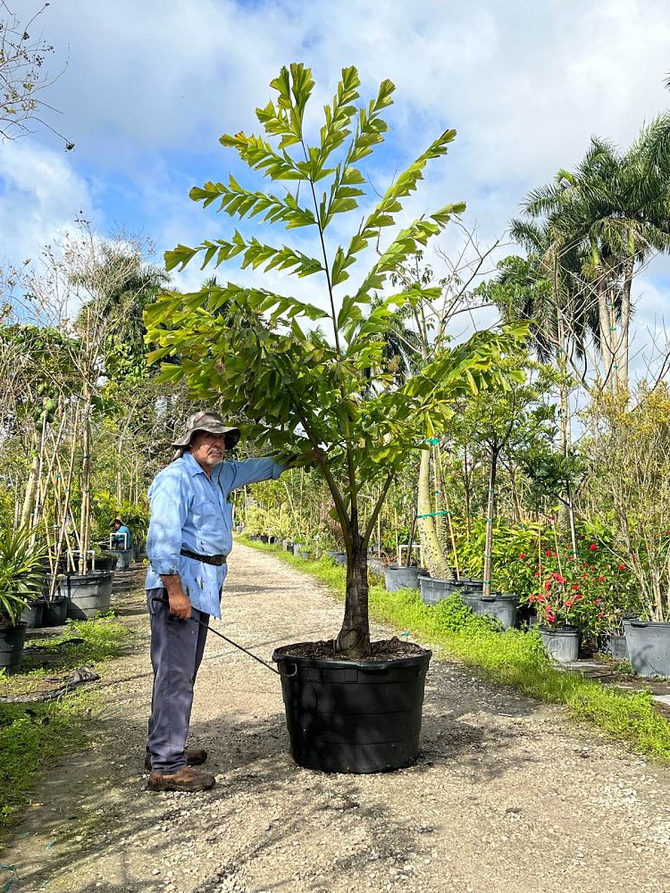 caryota-gigas-caryota-king-kong-thai-giant-fishtail