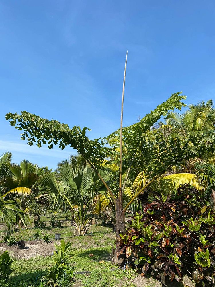caryota-gigas-caryota-king-kong-thai-giant-fishtail
