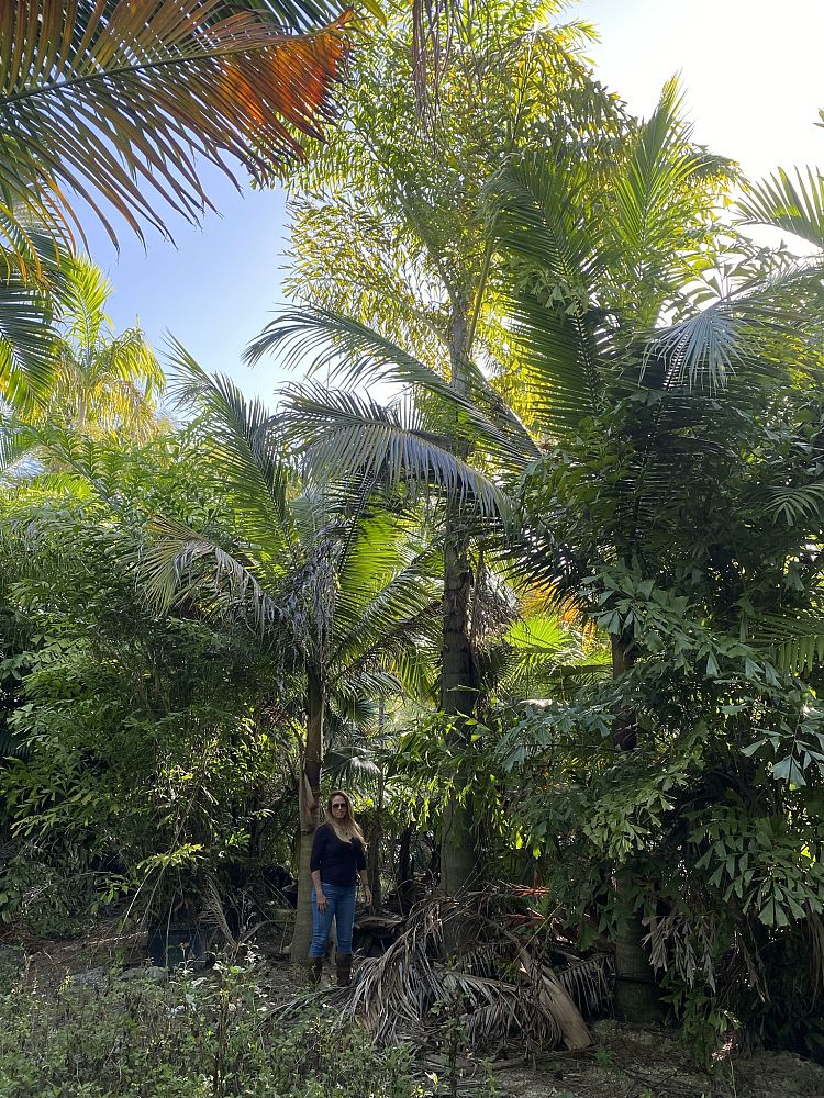 caryota-maxima-caryota-oclandra-giant-mountain-fishtail-palm