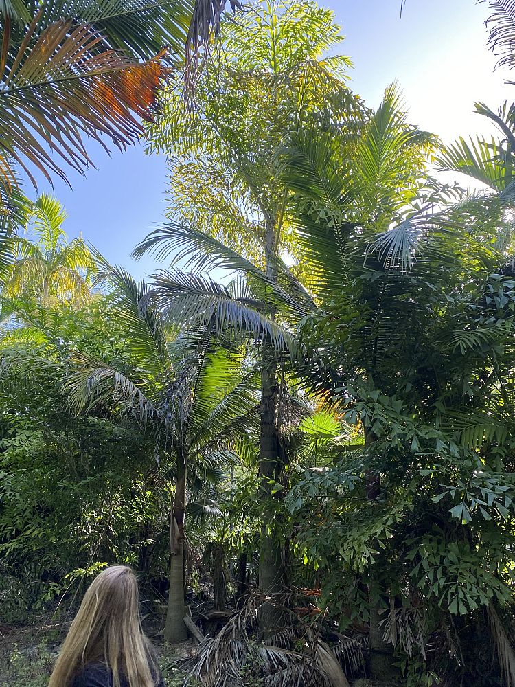 caryota-maxima-caryota-oclandra-giant-mountain-fishtail-palm