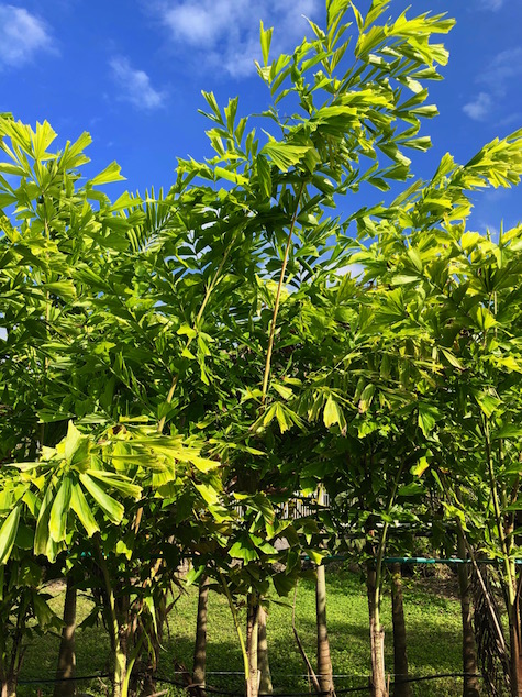 caryota-maxima-himalaya