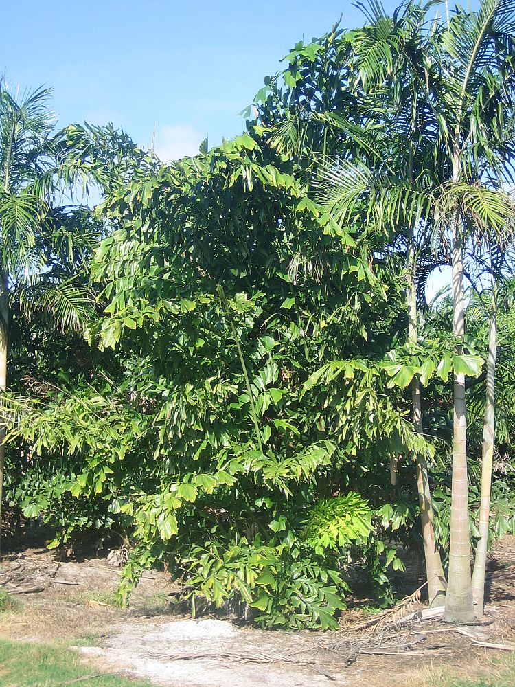caryota-mitis-fishtail-palm