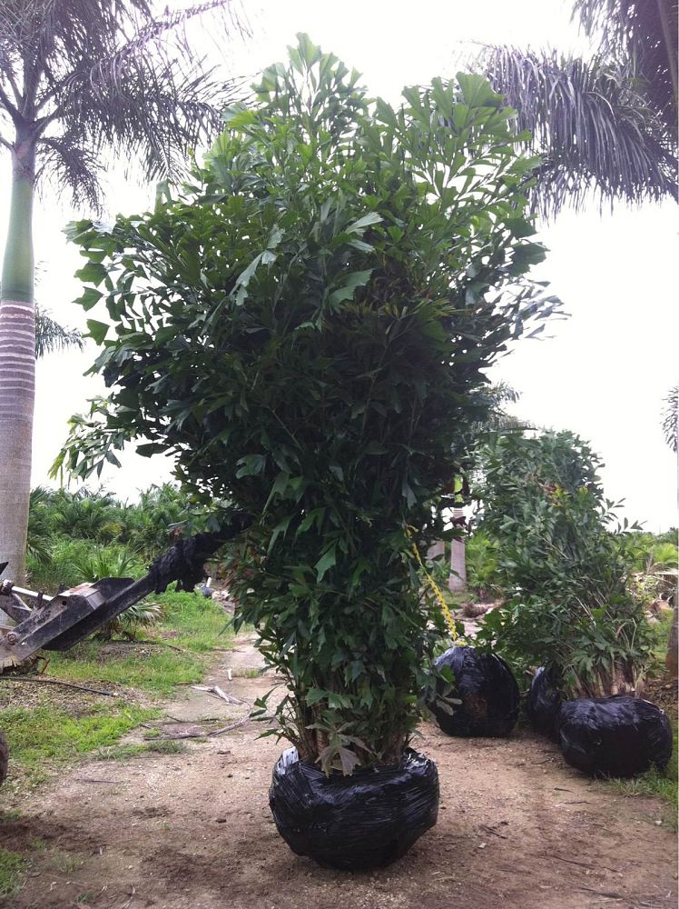 caryota-mitis-fishtail-palm
