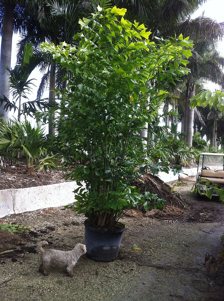caryota-mitis-fishtail-palm