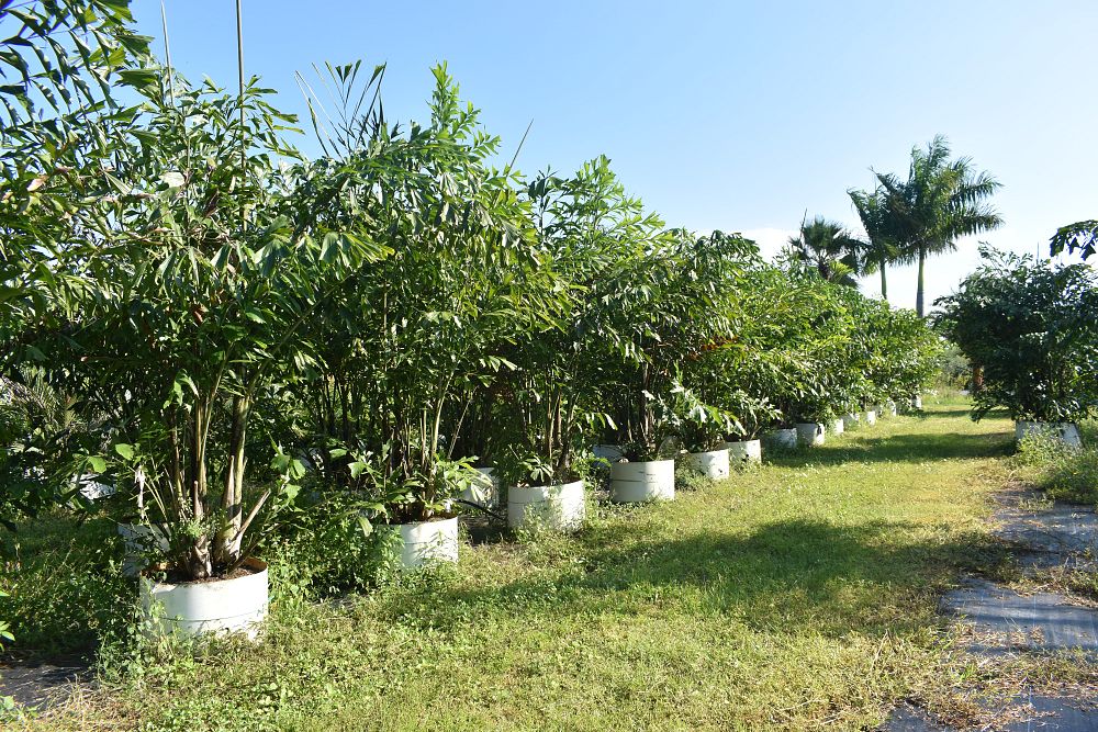 caryota-mitis-fishtail-palm