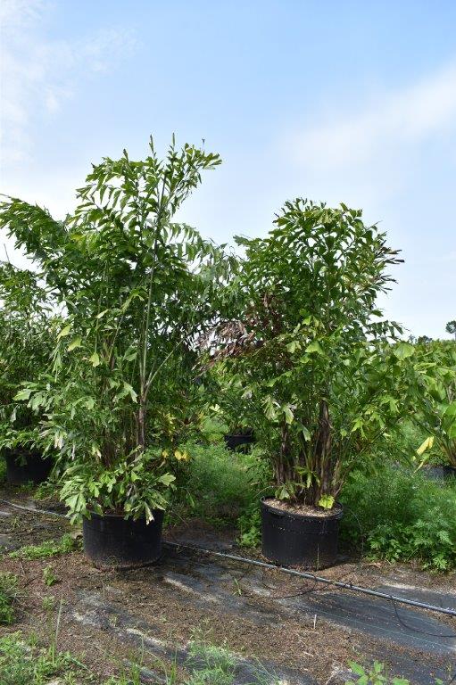 caryota-mitis-fishtail-palm