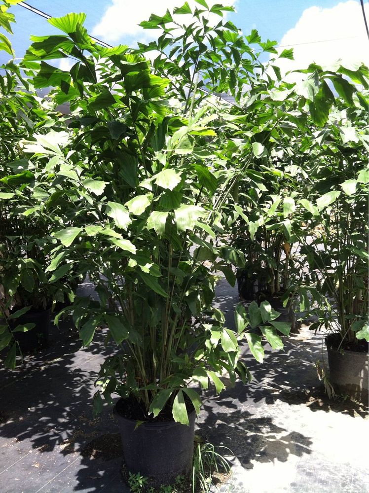 caryota-mitis-fishtail-palm