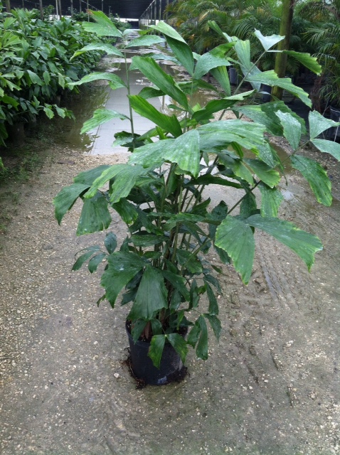 caryota-mitis-fishtail-palm