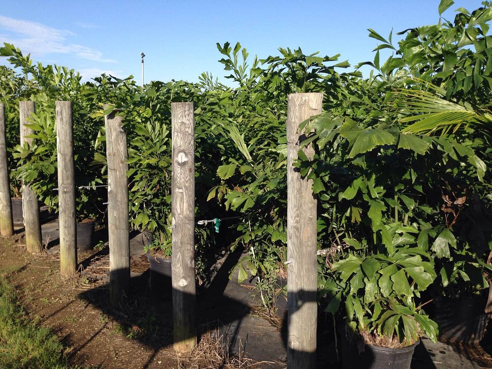 caryota-mitis-fishtail-palm