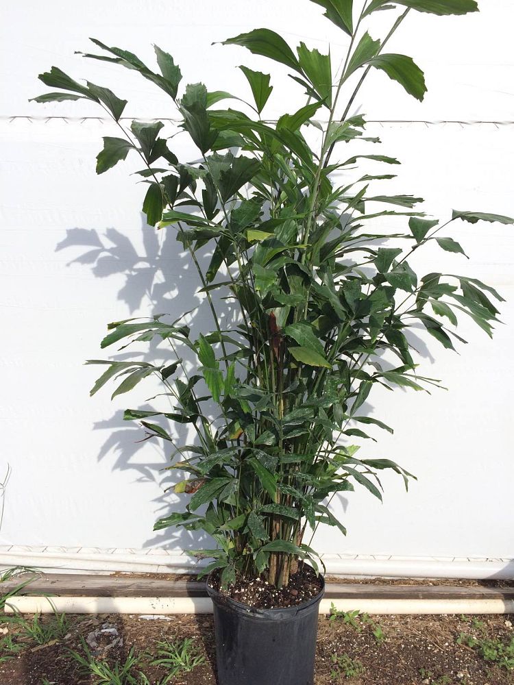 caryota-mitis-fishtail-palm