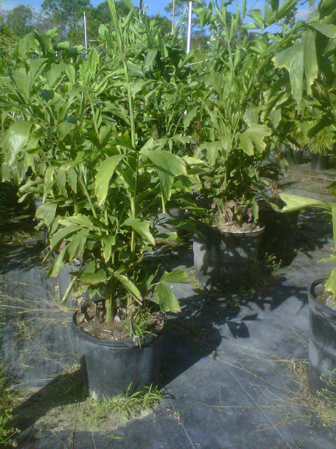 caryota-mitis-fishtail-palm