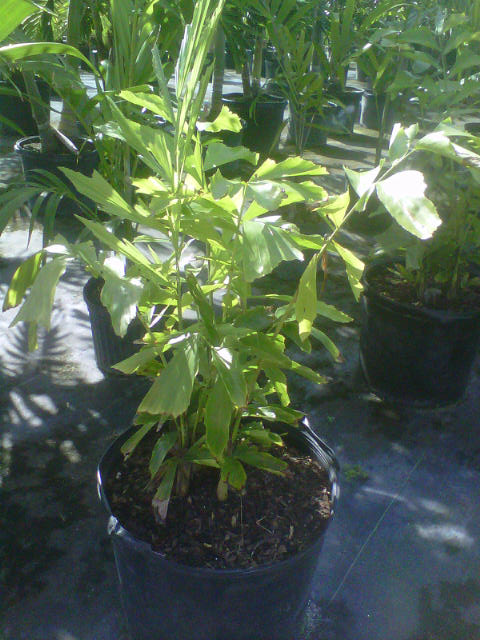 caryota-mitis-fishtail-palm