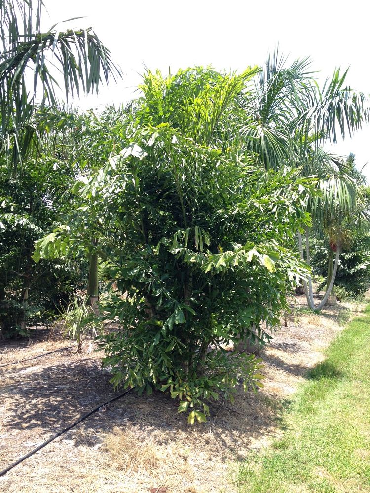 caryota-mitis-fishtail-palm