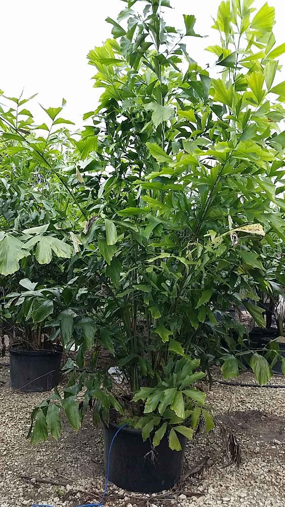 caryota-mitis-fishtail-palm
