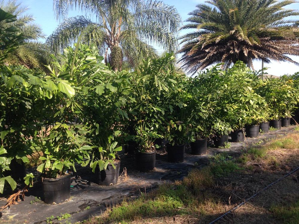 caryota-mitis-fishtail-palm