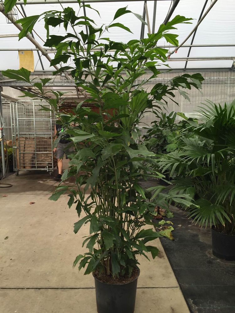 caryota-mitis-fishtail-palm