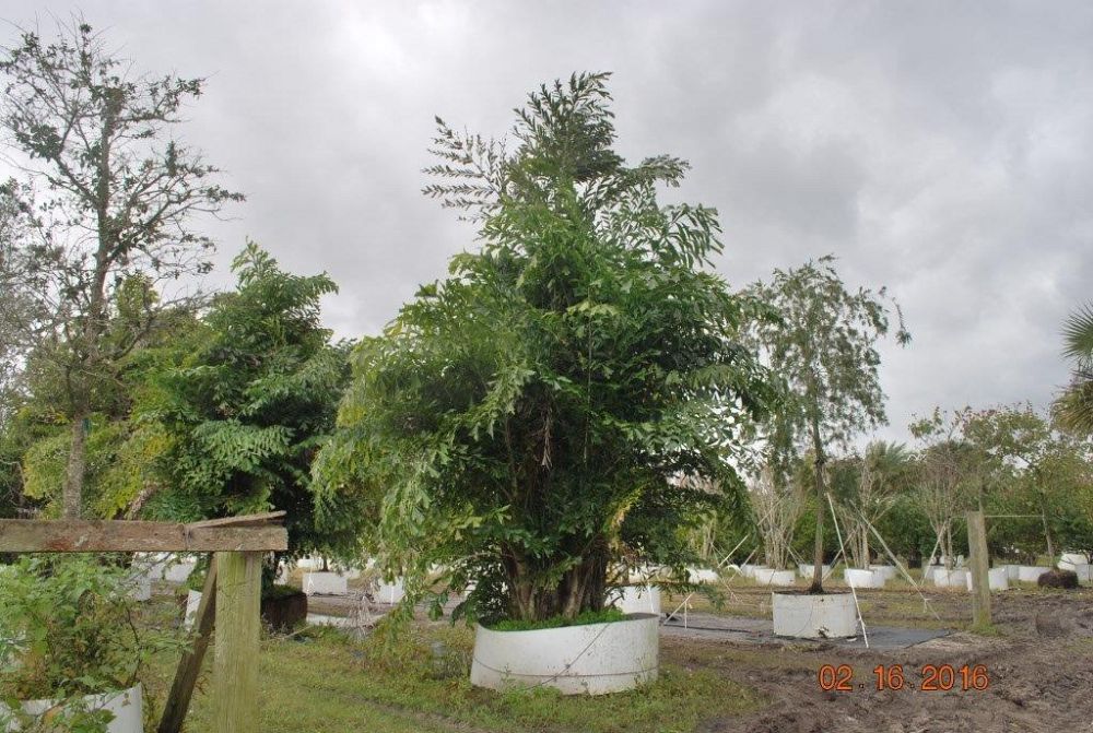 caryota-mitis-fishtail-palm