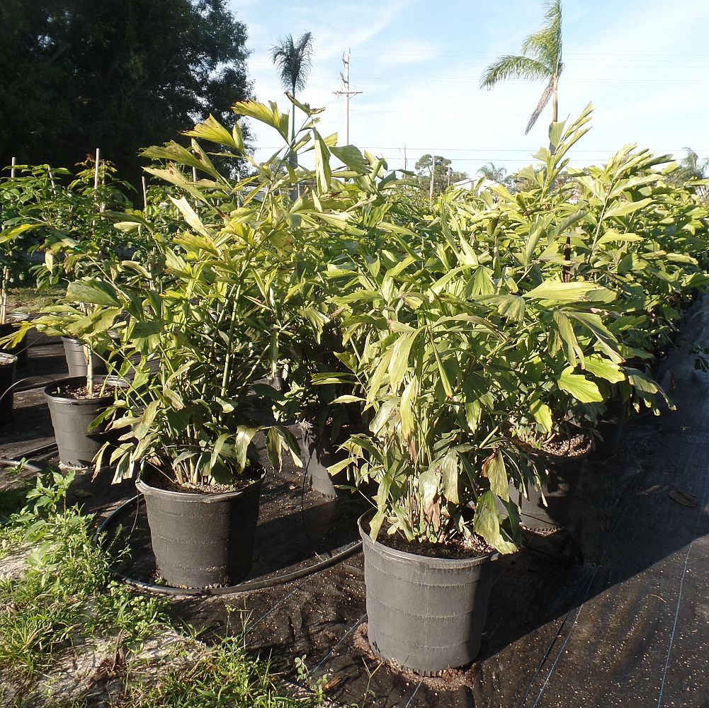 caryota-mitis-fishtail-palm