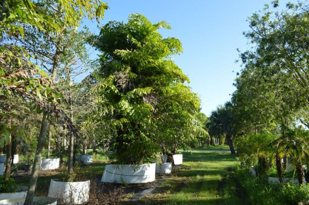 caryota-mitis-fishtail-palm