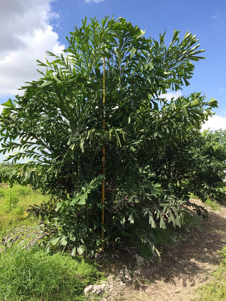 caryota-mitis-fishtail-palm