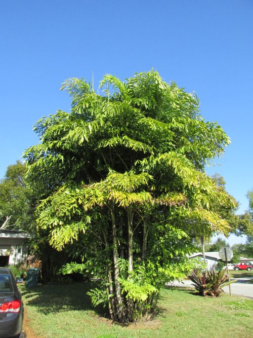 caryota-mitis-fishtail-palm