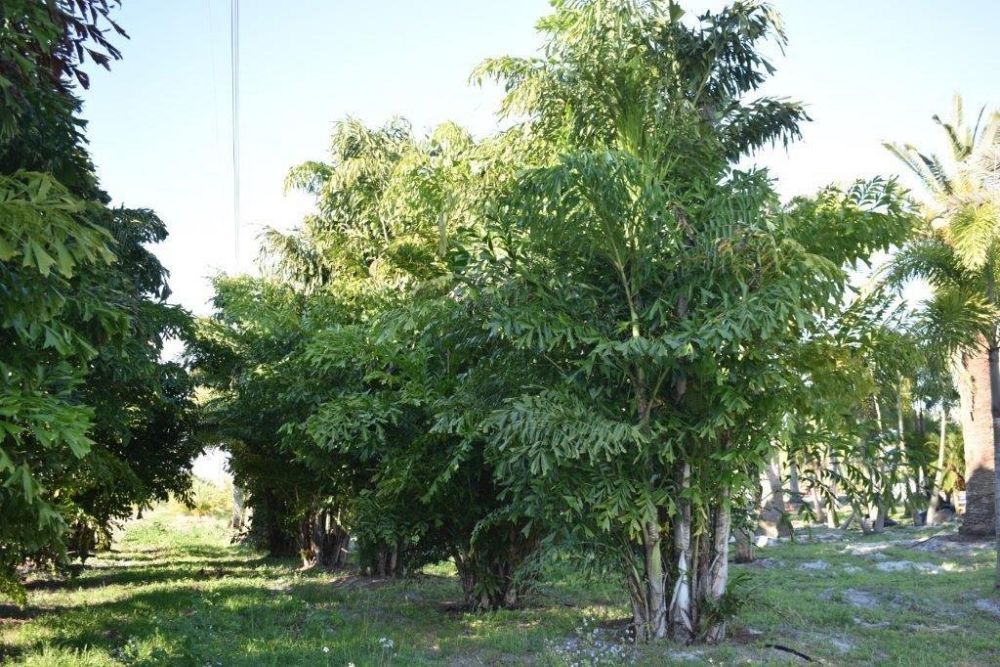 caryota-mitis-fishtail-palm