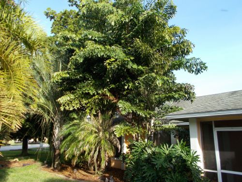 caryota-mitis-fishtail-palm