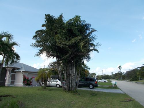 caryota-mitis-fishtail-palm