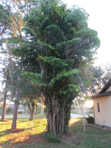 caryota-mitis-fishtail-palm