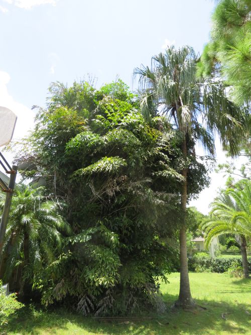 caryota-mitis-fishtail-palm