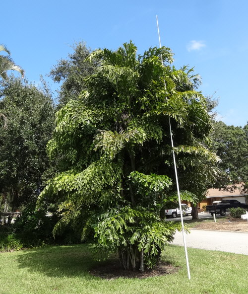 caryota-mitis-fishtail-palm