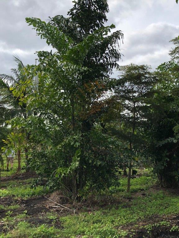 caryota-mitis-fishtail-palm