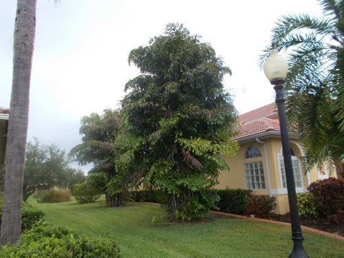 caryota-mitis-fishtail-palm