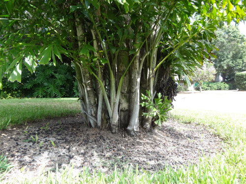 caryota-mitis-fishtail-palm