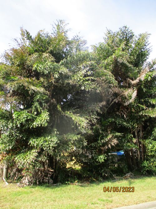 caryota-mitis-fishtail-palm
