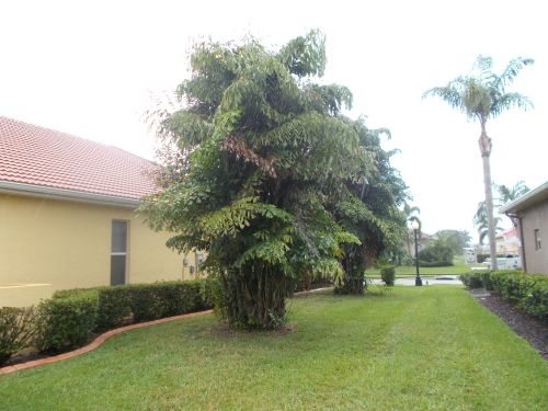 caryota-mitis-fishtail-palm