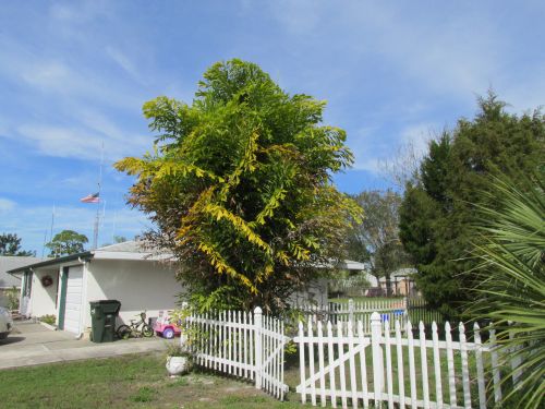 caryota-mitis-fishtail-palm