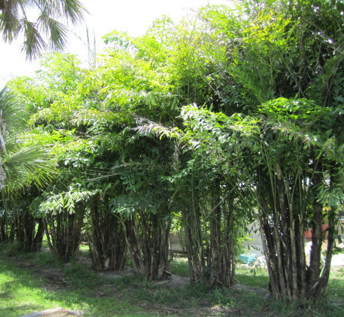 caryota-mitis-fishtail-palm
