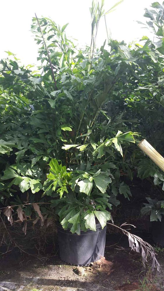 caryota-mitis-fishtail-palm