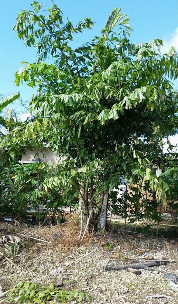 caryota-mitis-fishtail-palm